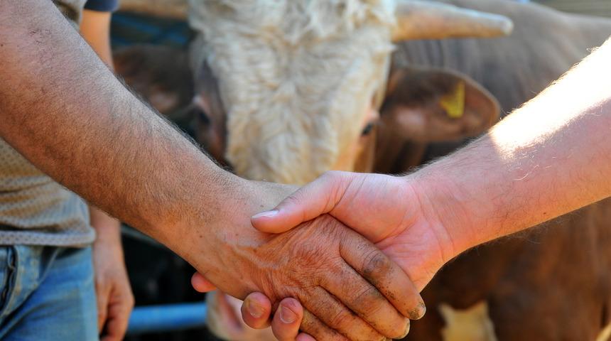 Kurbanlık fiyatları ne kadar? Vekaletten kurbanlık kesim bedelleri belli oldu! 