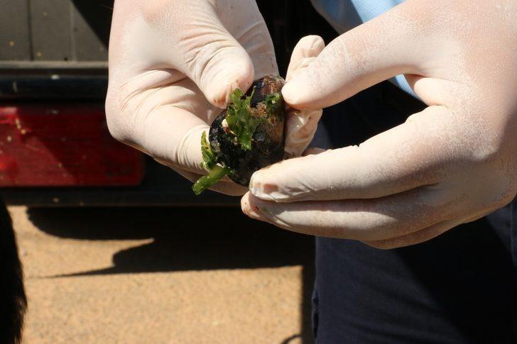 Antalya’da merdiven altı üretilen bin 180 kilogram midyeye el konuldu G5