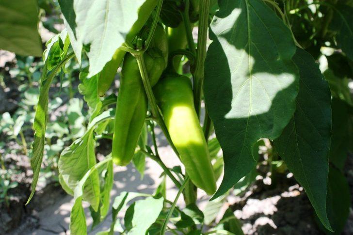 Diyarbakırlı kadınlar, ektikleri ürünleri mezarlık önünde satıyor G1