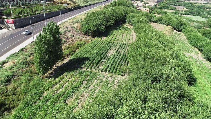 Diyarbakırlı kadınlar, ektikleri ürünleri mezarlık önünde satıyor G5