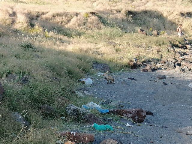 Van Gölü sahilinde tilki görüntülediler