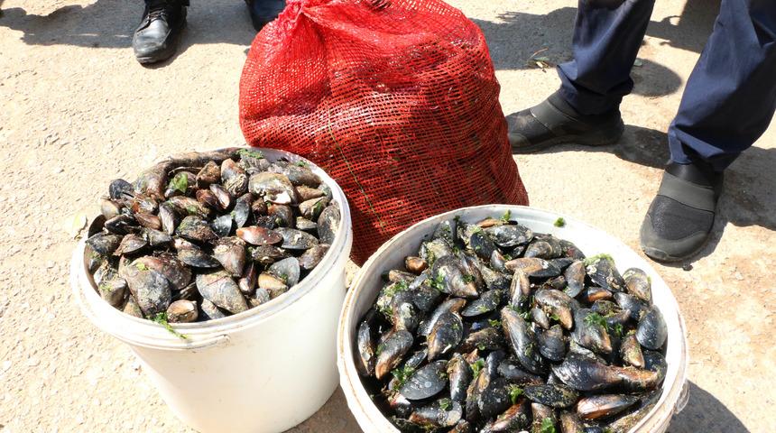 Antalya'da, sağlıksız 1 ton 180 kilo midye dolmaya el konuldu