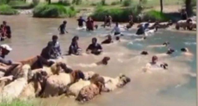 Siirt&rsquo;te koyunları sudan ge&ccedil;irme geleneği s&uuml;r&uuml;yor 1