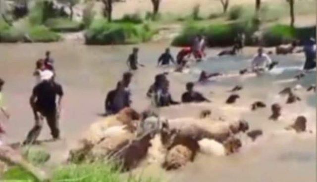 Siirt&rsquo;te koyunları sudan ge&ccedil;irme geleneği s&uuml;r&uuml;yor 2