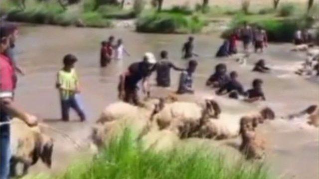 Siirt&rsquo;te koyunları sudan ge&ccedil;irme geleneği s&uuml;r&uuml;yor 3