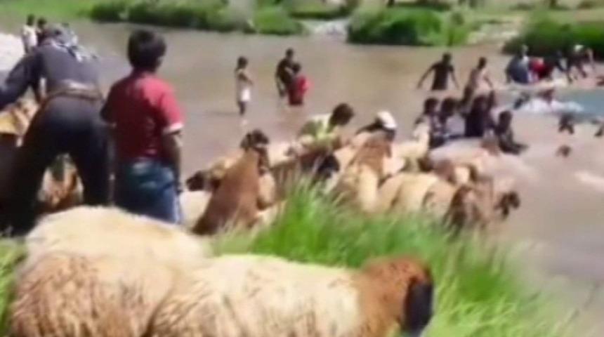 Siirt&rsquo;te koyunları sudan ge&ccedil;irme geleneği s&uuml;r&uuml;yor
