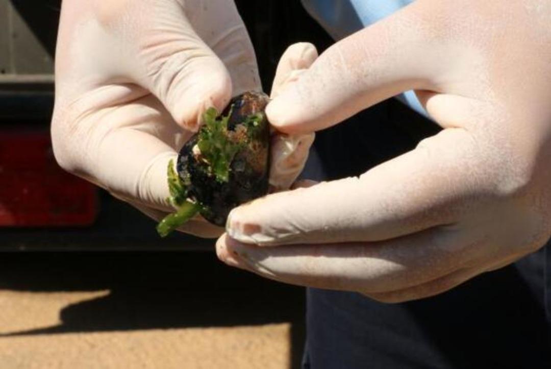Sağlıksız midyeleri vatandaşa yedireceklerdi! B&ouml;yle yakalandılar