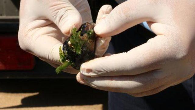 Sağlıksız midyeleri vatandaşa yedireceklerdi! Böyle yakalandılar