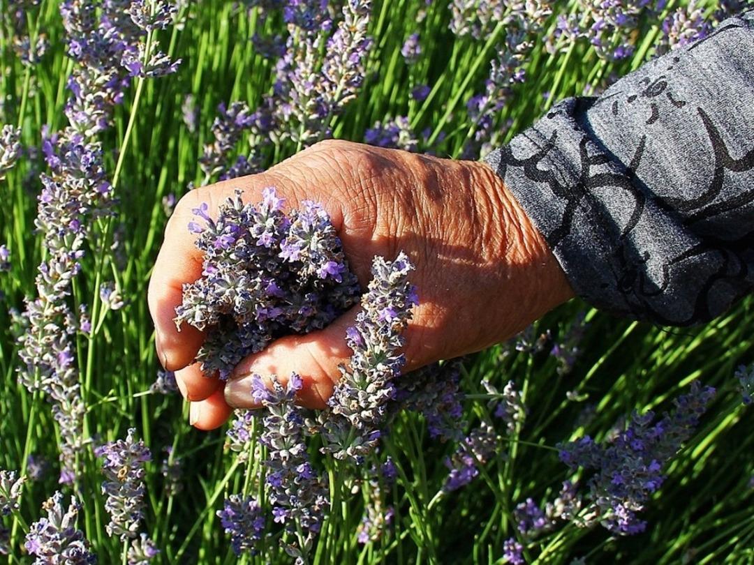 Arıkaya artık lavanta kokacak