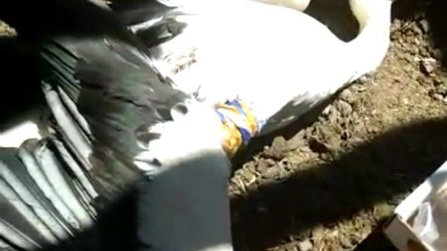 Yaralı leyleğe sahip çıktı