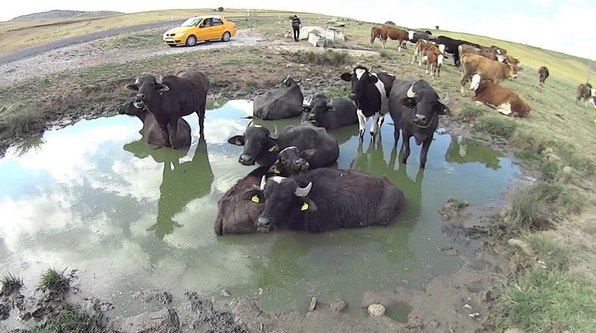 Kurbanlık mandaların &ccedil;amur keyfi