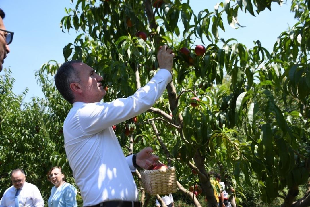 Şeftali hasadı festivalle başladı