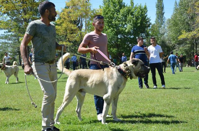 K&ouml;pekler, ırk standartları i&ccedil;in yarıştı 1