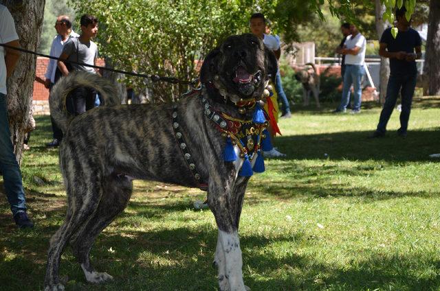 K&ouml;pekler, ırk standartları i&ccedil;in yarıştı 3