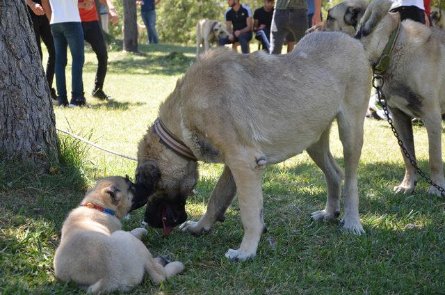 K&ouml;pekler, ırk standartları i&ccedil;in yarıştı 4