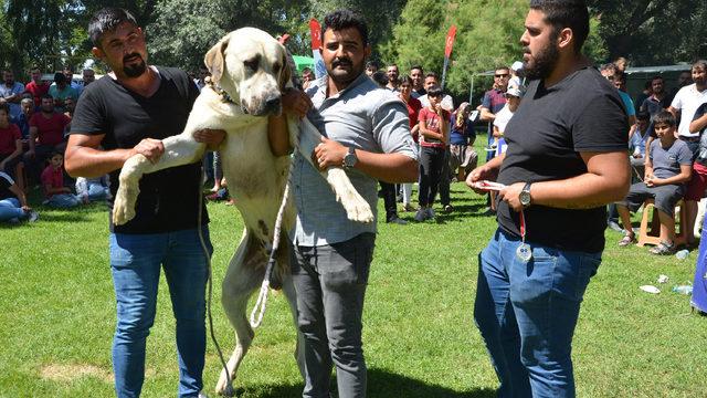Köpekler, ırk standartları için yarıştı