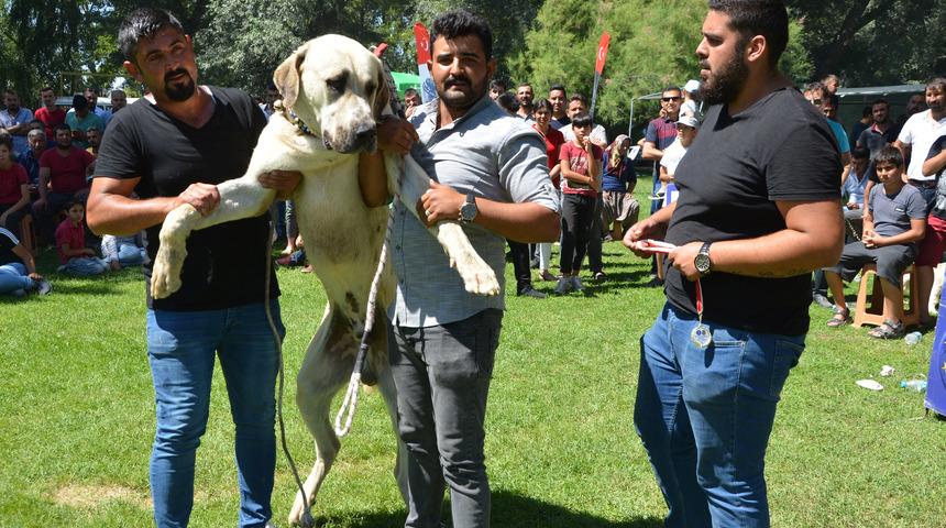 K&ouml;pekler, ırk standartları i&ccedil;in yarıştı