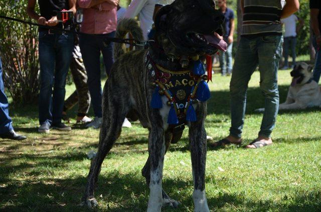 Ereğli’de Türk çoban, av ve bekçi köpekleri yarıştı