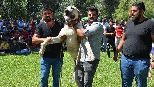 Ereğli’de Türk çoban, av ve bekçi köpekleri yarıştı