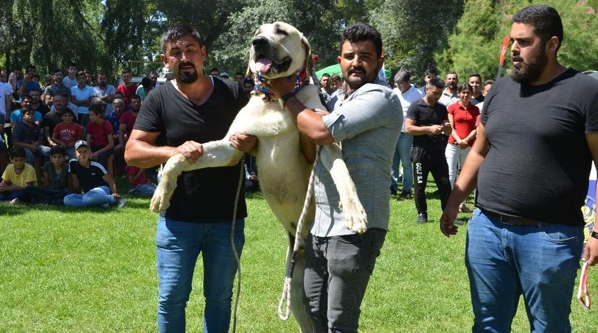Ereğli&rsquo;de T&uuml;rk &ccedil;oban, av ve bek&ccedil;i k&ouml;pekleri yarıştı
