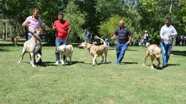 Ereğli’de Türk çoban, av ve bekçi köpekleri yarıştı