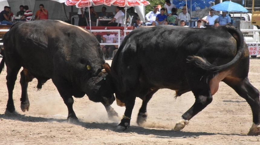 Bayır boğa g&uuml;reşlerinin geliri eğitime