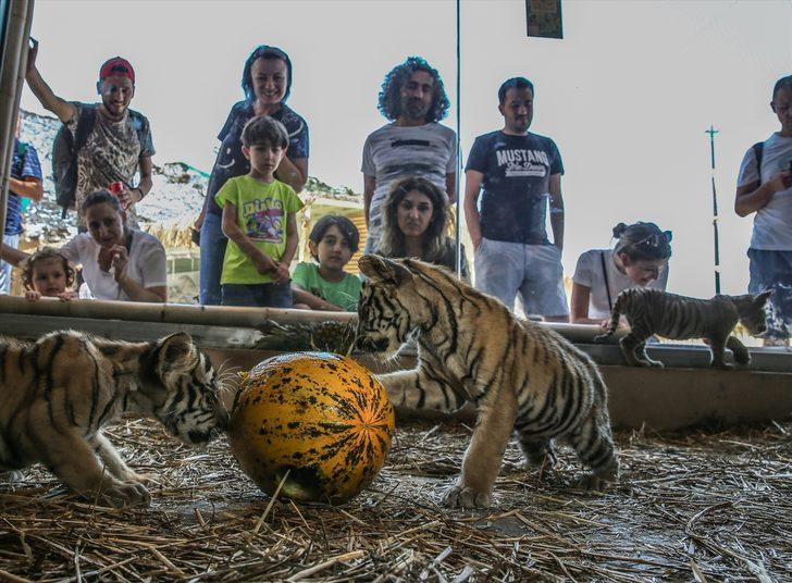 İstanbul'un ilk Bengal kaplanları dünyaya geldi G1