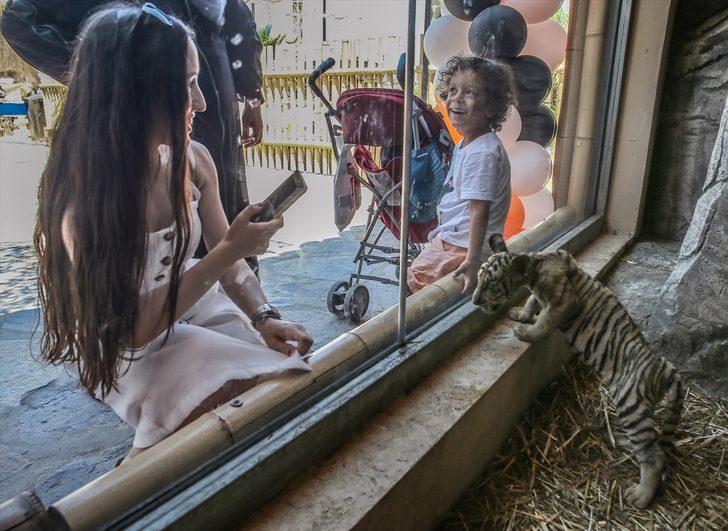 İstanbul'un ilk Bengal kaplanları dünyaya geldi G2