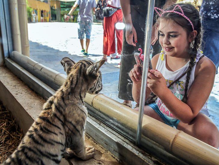 İstanbul'un ilk Bengal kaplanları dünyaya geldi G3