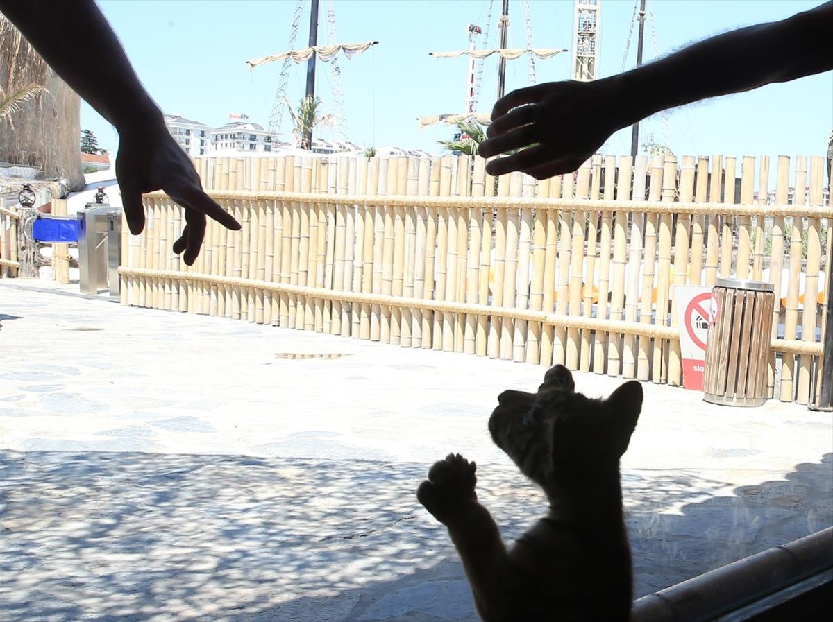 İstanbul'un ilk Bengal kaplanları d&uuml;nyaya geldi