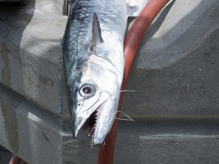 Hamilelere ‘kılıçbalığı ve kral uskumru’ uyarısı G1