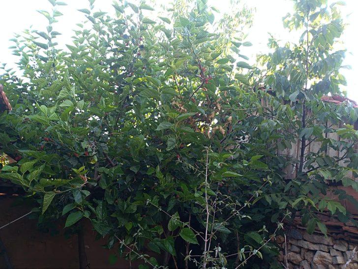  30 yıldır üretip satıyor  G2