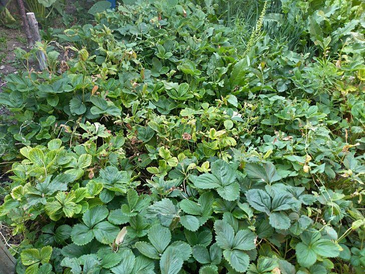  30 yıldır üretip satıyor  G5