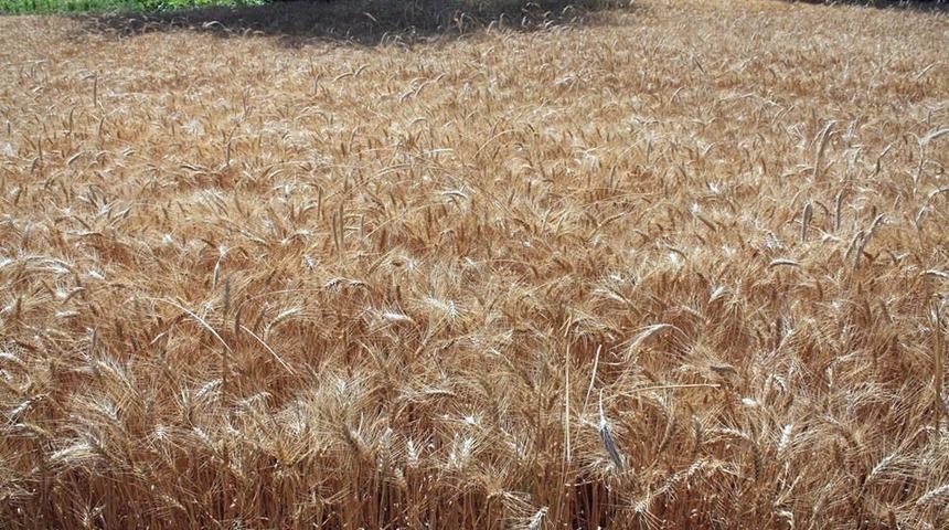 Buğdayda kullanılan mikoriza mantarı ile verim y&uuml;zde 20 arttı