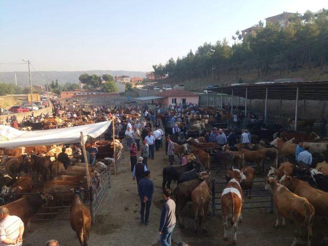 Boyabat hayvan pazarında kurbanlık hayvan satışı yoğunluğu