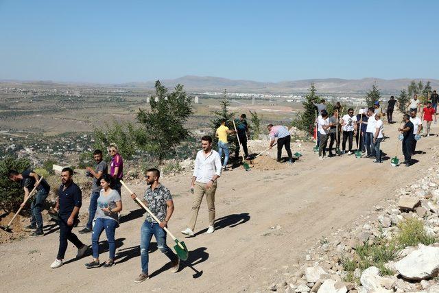 Talas Kafeciler Derneği ile Ali Dağı’nda Fidan Dikimi