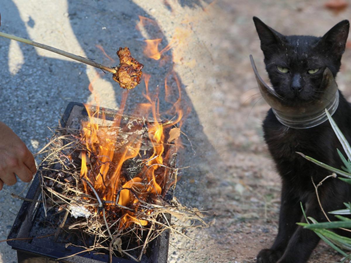 Hatay'da mahallede 'kedi' seferberliği