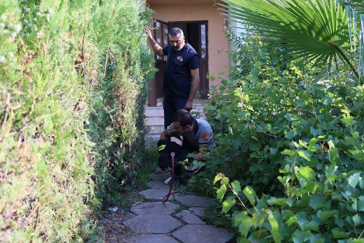 Hatay'da mahallede 'kedi' seferberliği G3