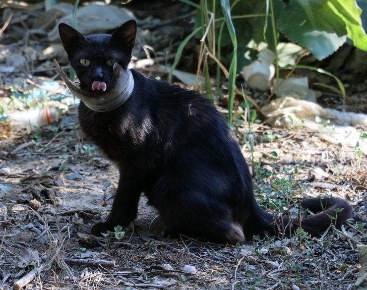 Hatay'da mahallede 'kedi' seferberliği G4
