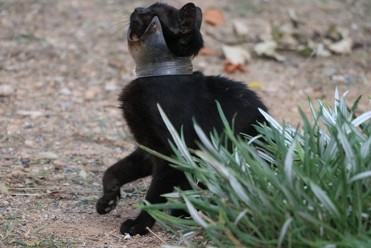 Hatay'da mahallede 'kedi' seferberliği G5