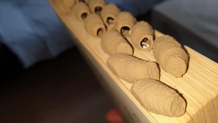 Kitaplığında buldu olay oldu! Evleri istila mı ediyorlar? G1