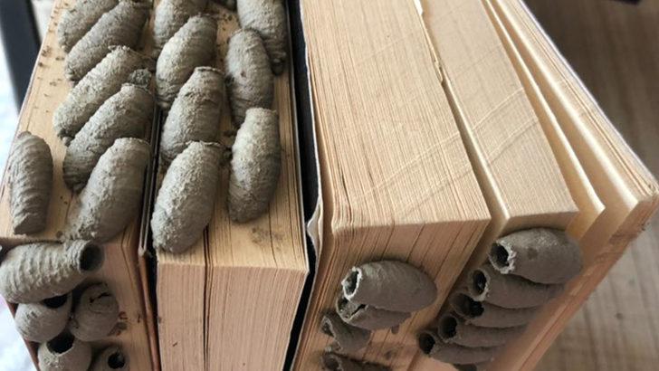 Kitaplığında buldu olay oldu! Evleri istila mı ediyorlar? G2