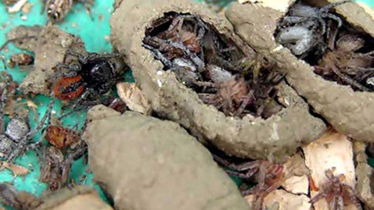 Kitaplığında buldu olay oldu! Evleri istila mı ediyorlar? G3