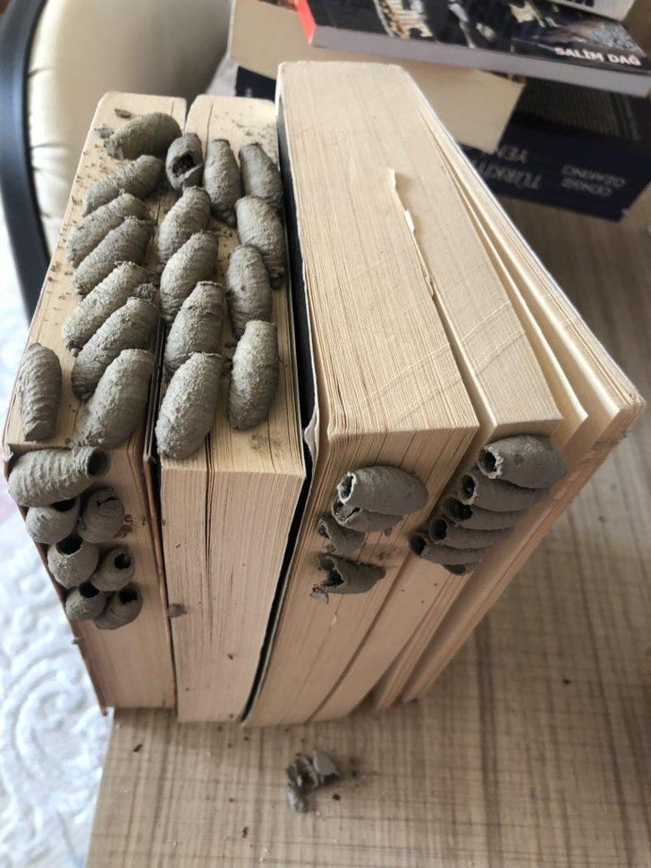 Kitaplığında buldu olay oldu! Evleri istila mı ediyorlar? G4
