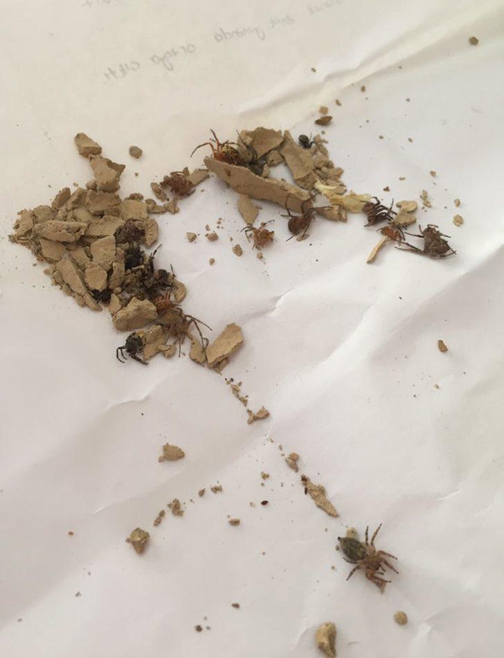 Kitaplığında buldu olay oldu! Evleri istila mı ediyorlar? G5