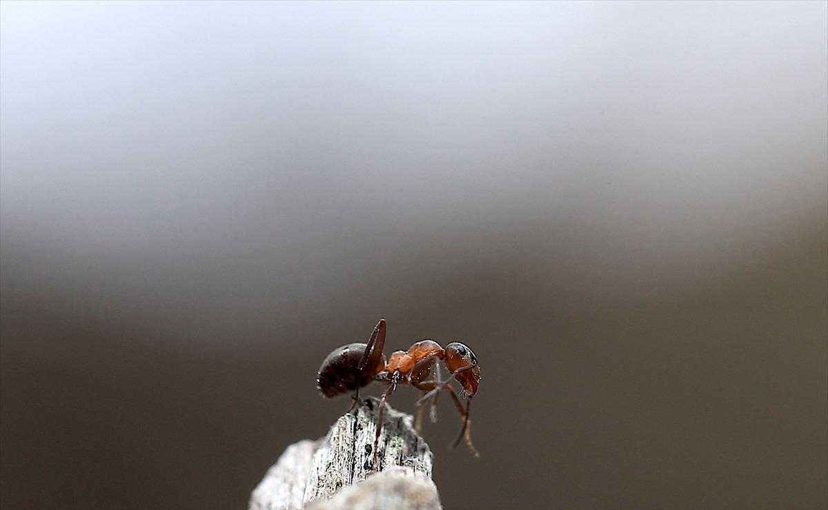 Kırmızı karıncalar kendinden 100 kat fazla ağırlığı kaldırıyor!