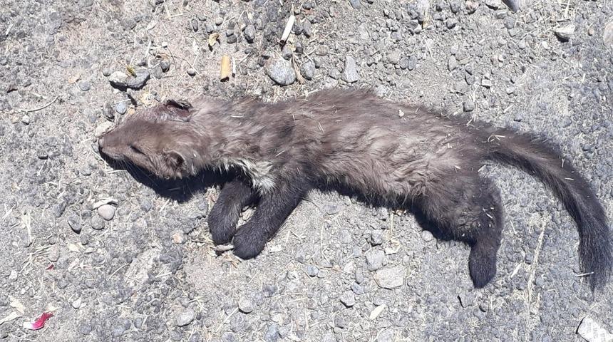 K&ouml;peklerin saldırdığı gelincik telef oldu