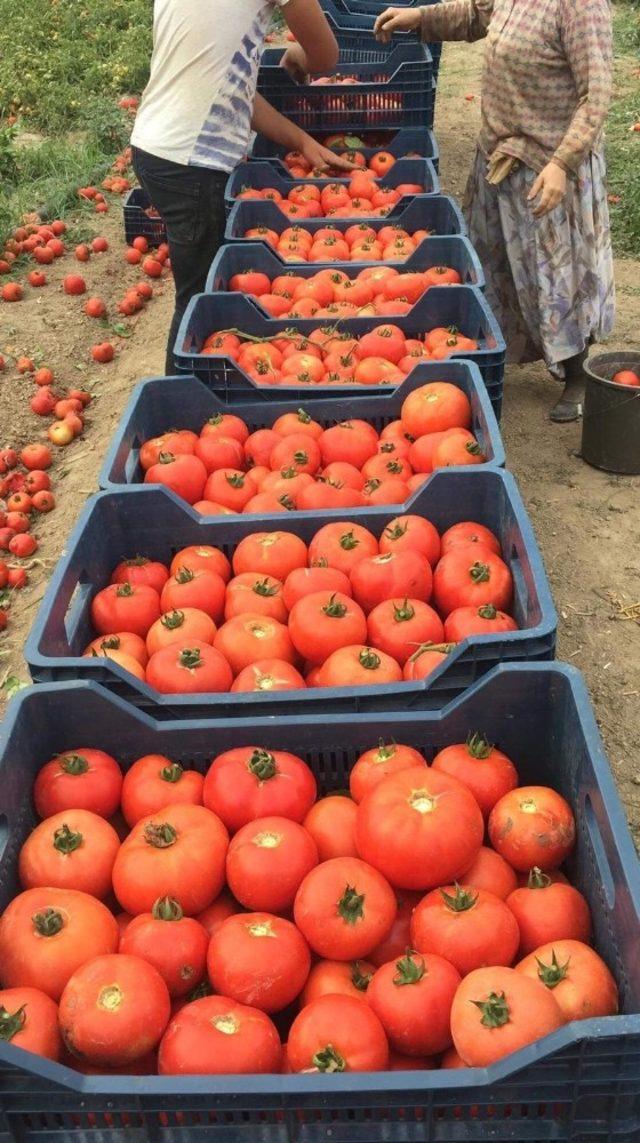 Sakarya’da domates hasadı yüz güldürdü