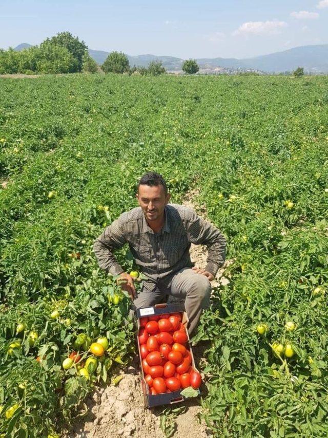 Sakarya’da domates hasadı yüz güldürdü