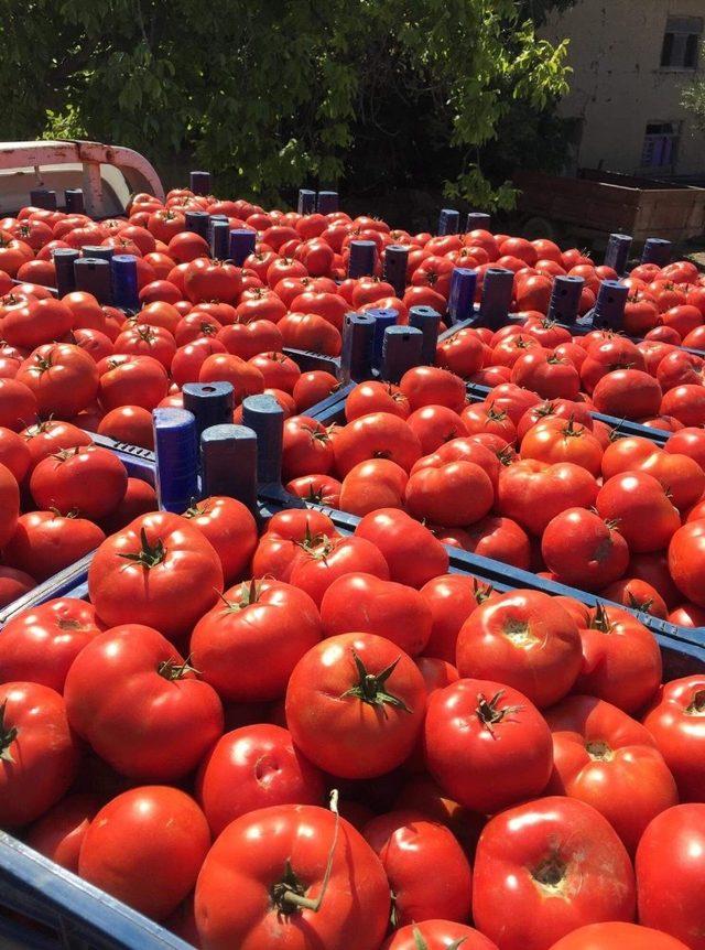 Sakarya’da domates hasadı yüz güldürdü